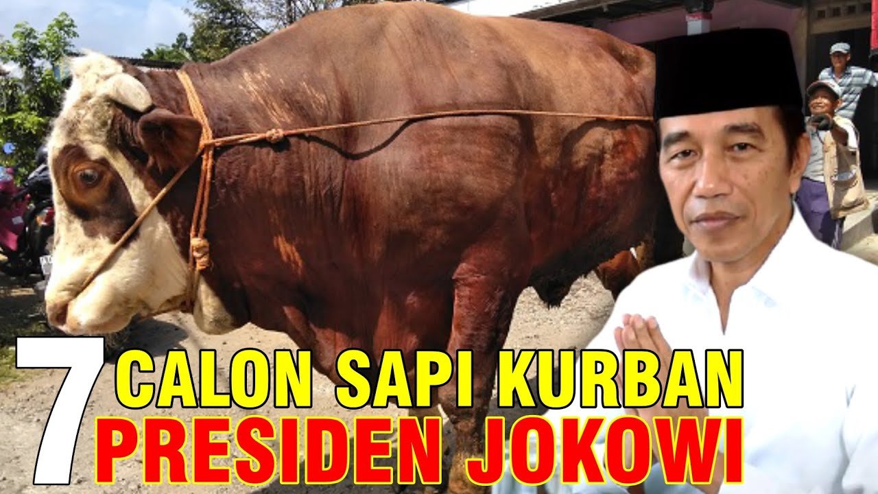 7 Calon Sapi Qurban Presiden Jokowi 2021.jpg